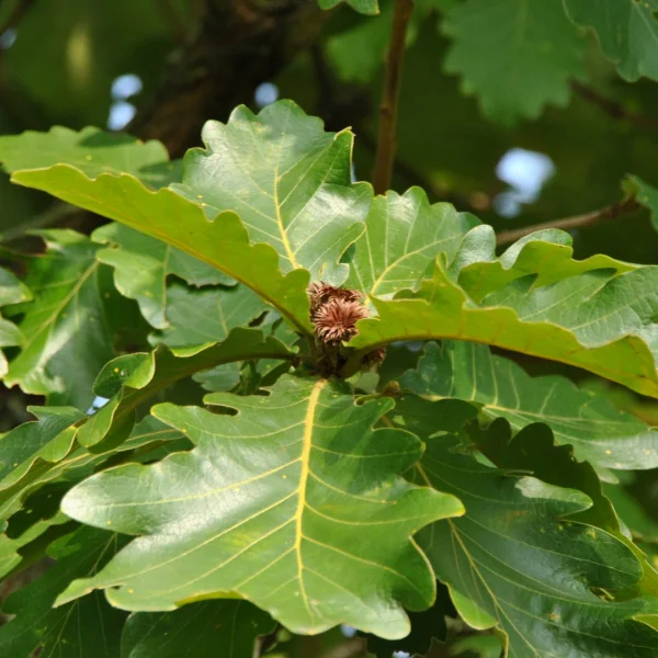 Quercus dentata – Fagaceae
