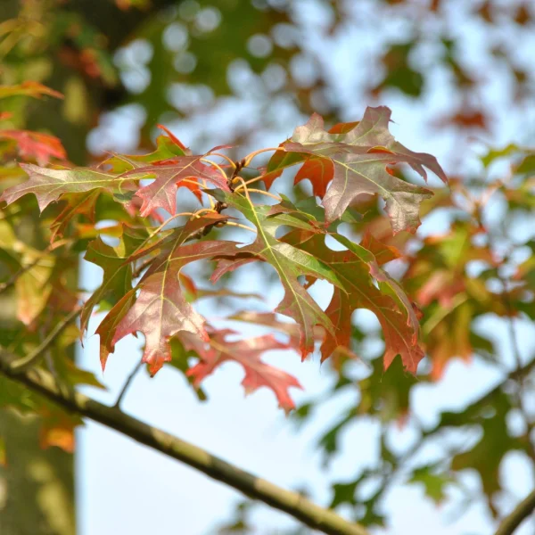 Quercus ellipsoidalis – Fagaceae