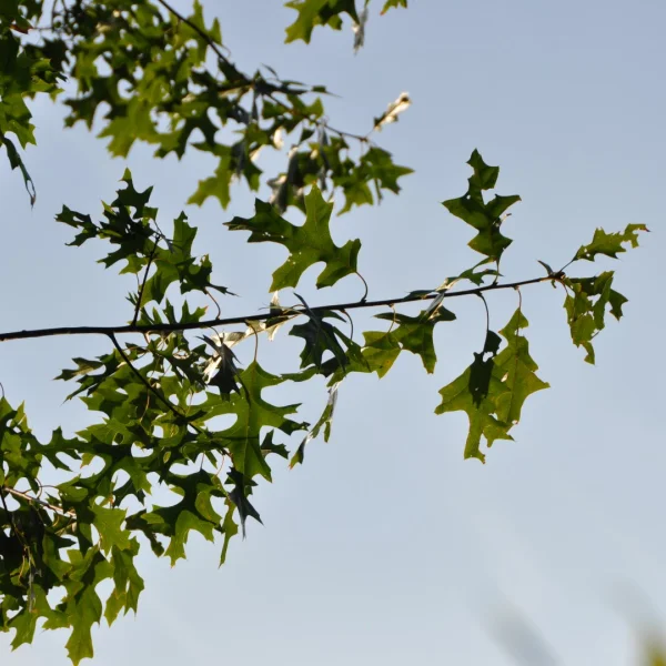 Quercus ellipsoidalis 'Hemelrijk' – Fagaceae