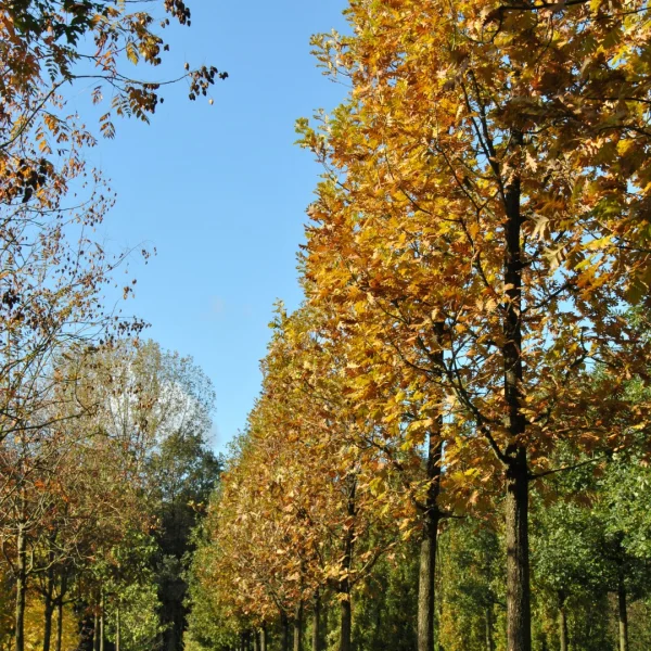 Quercus frainetto – Fagaceae