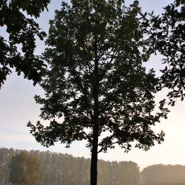 Quercus frainetto FOREST GREEN ('Schmidt') – Fagaceae