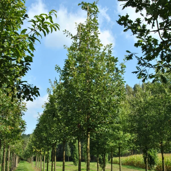 Quercus frainetto 'Trump' – Fagaceae