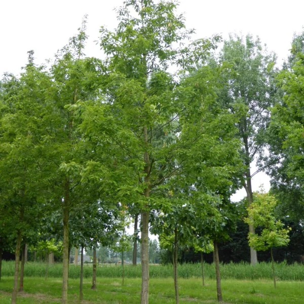 Quercus glandulifera – Fagaceae