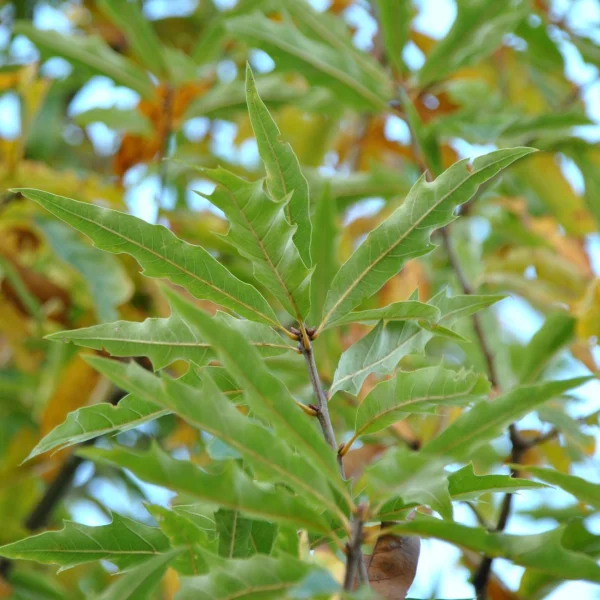 Quercus ×heterophylla – Fagaceae