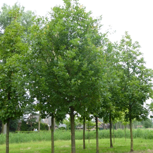 Quercus hickelii – Fagaceae