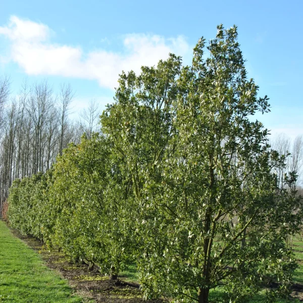 Quercus ×hispanica – Fagaceae