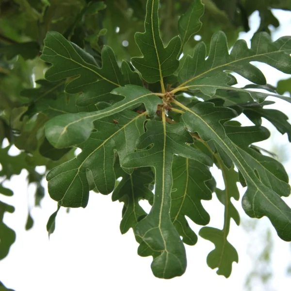 Quercus ×hispanica 'Diversifolia' – Fagaceae