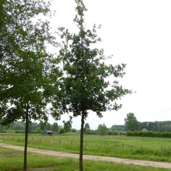 Quercus ×hispanica 'Lucombeana' – Fagaceae