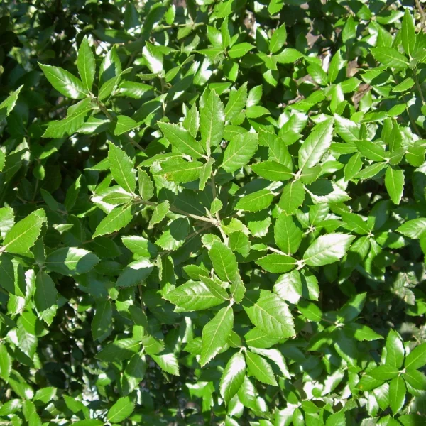 Quercus ×hispanica 'Waasland' – Fagaceae
