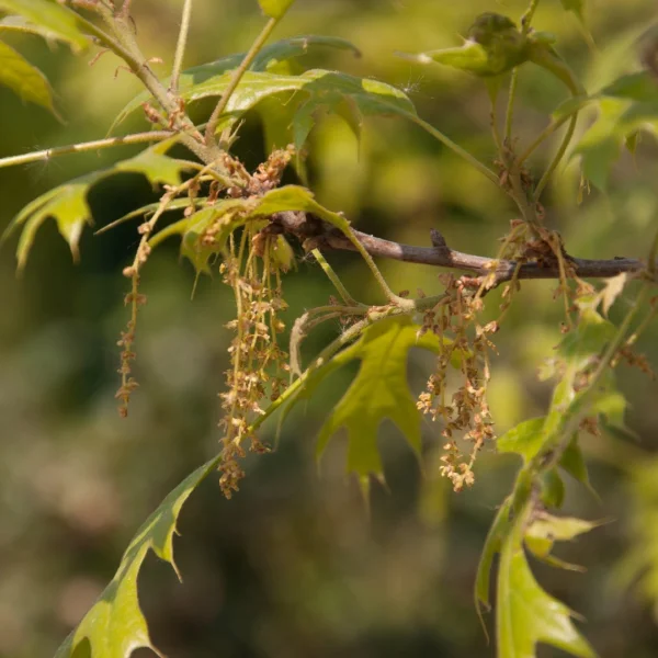Quercus ithaburensis 'Hemelrijk Silver' – Fagaceae