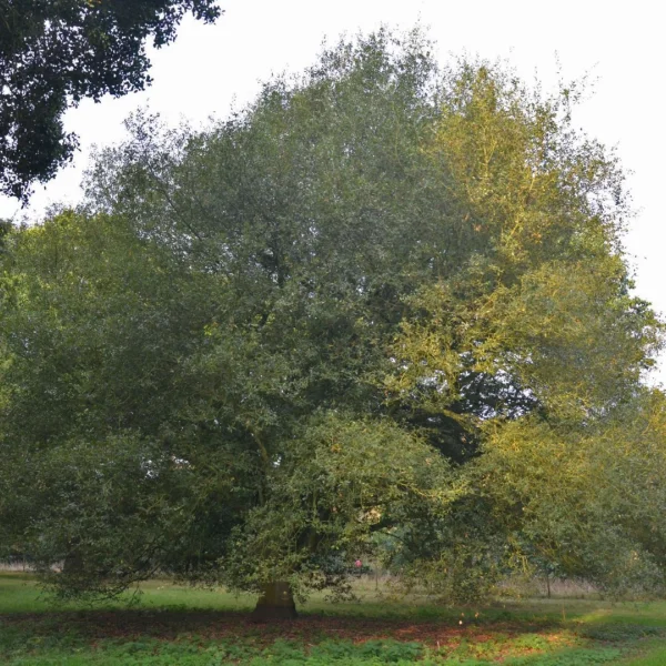 Quercus ×kewensis – Fagaceae