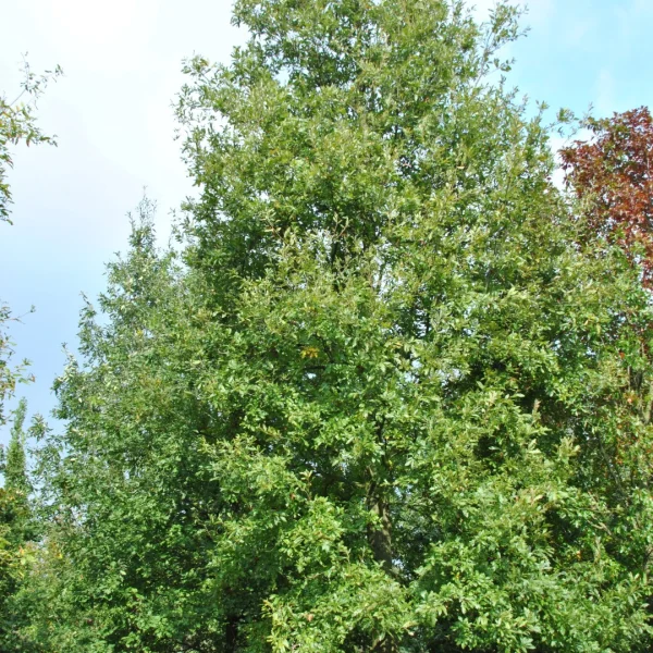 Quercus libani – Fagaceae