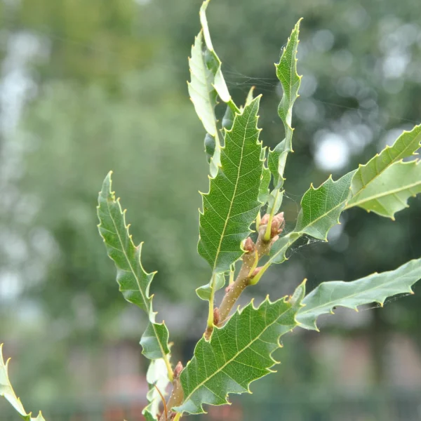 Quercus libani 'Angustfolia' – Fagaceae