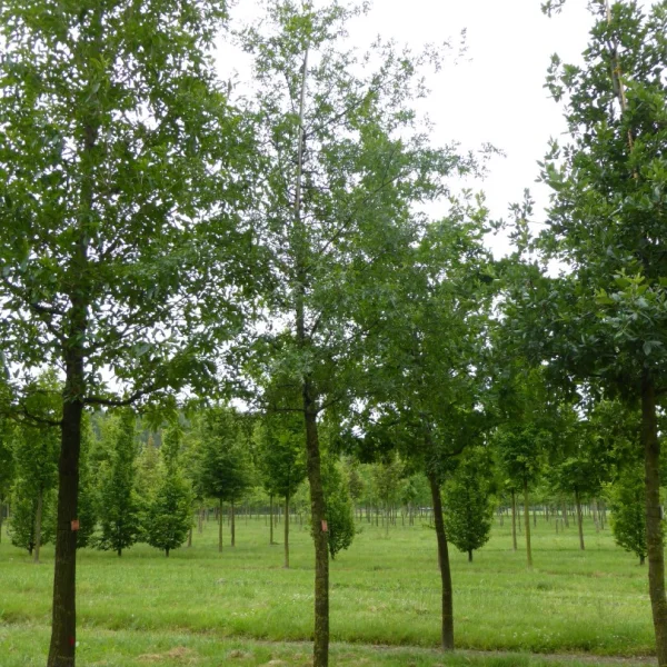 Quercus lobata – Fagaceae