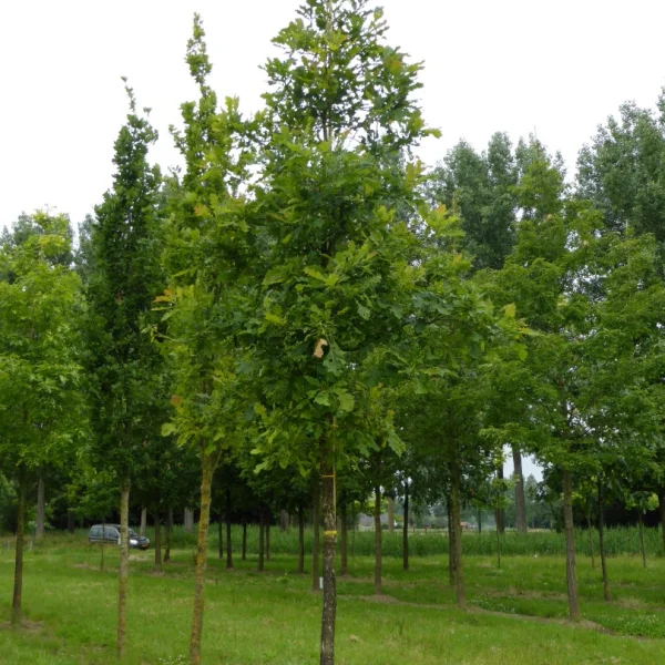 Quercus lyrata – Fagaceae