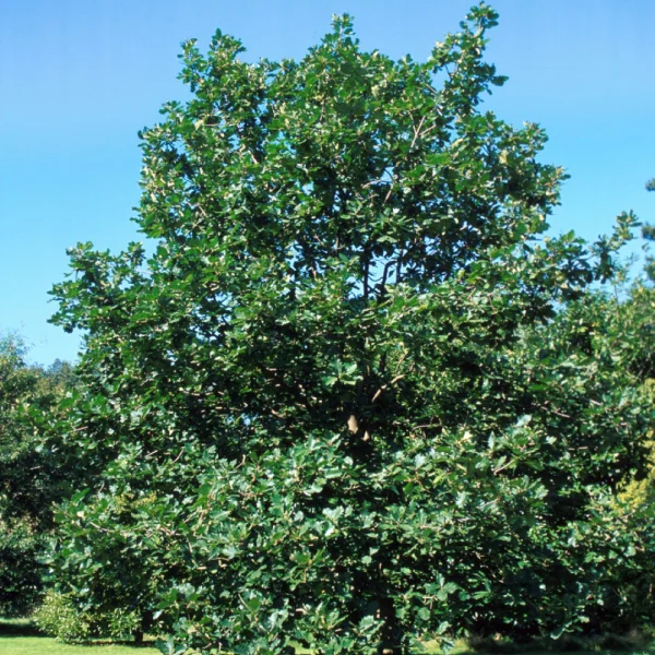 Quercus macranthera – Fagaceae