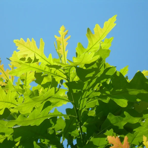 Quercus macrocarpa – Fagaceae