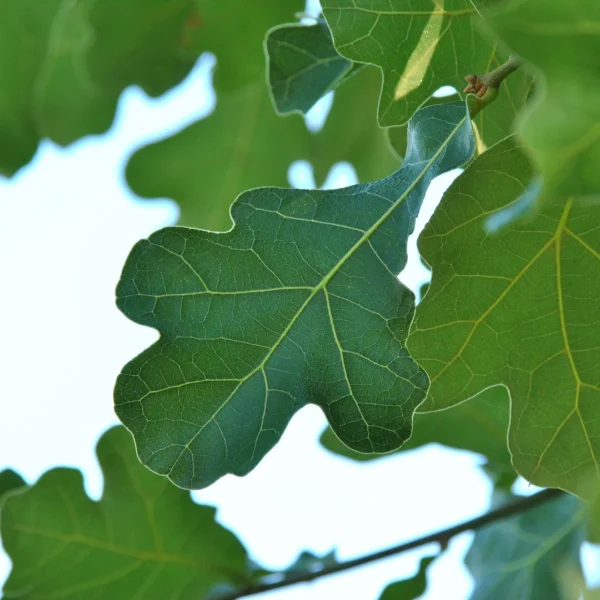 Quercus marilandica – Fagaceae