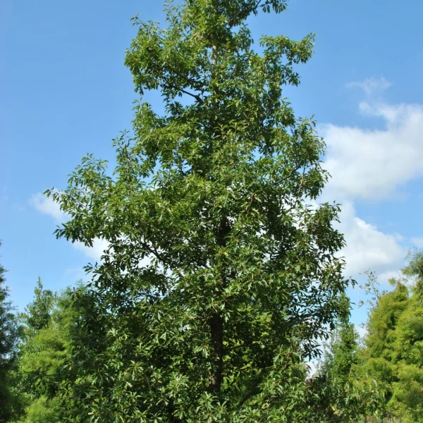 Quercus 'Mauri' – Fagaceae