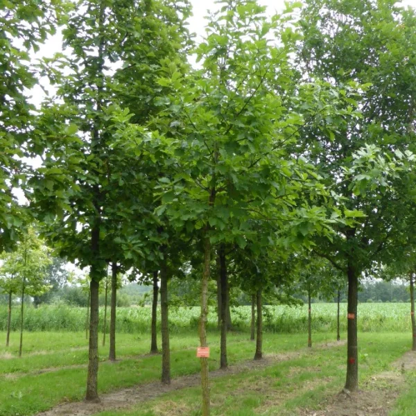 Quercus mongolica – Fagaceae