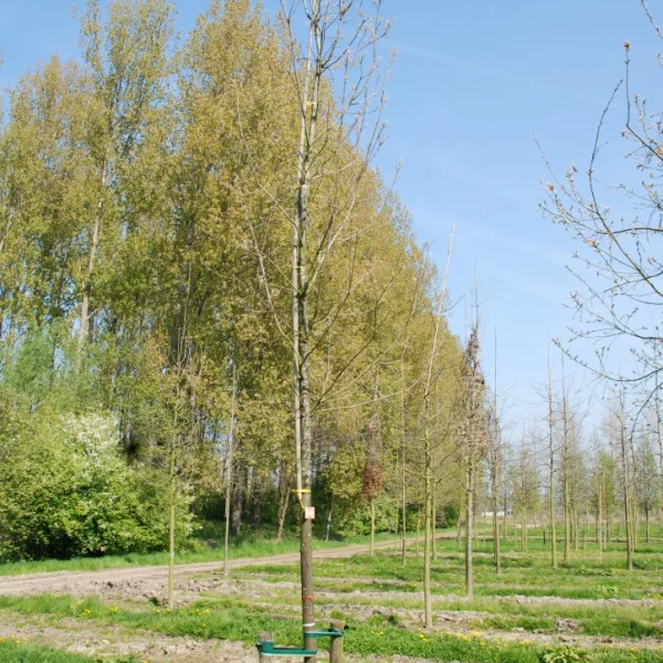 Quercus muehlenbergii – Fagaceae