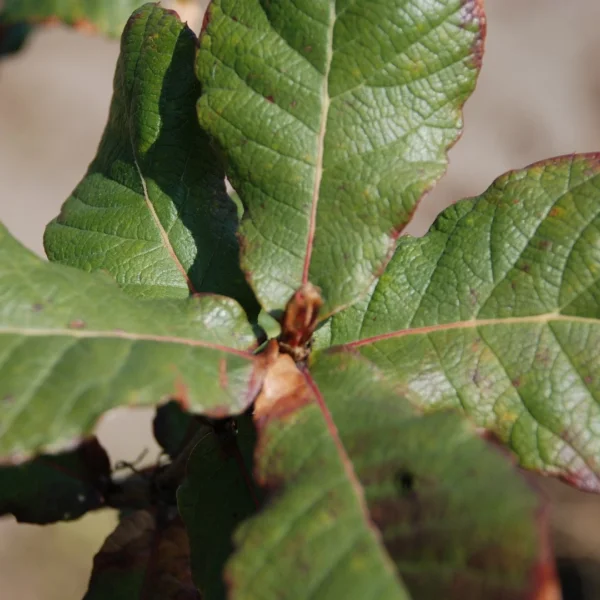 Quercus obtusata ×rugosa – Fagaceae