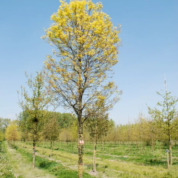 Quercus palustris 'Compacta' – Fagaceae