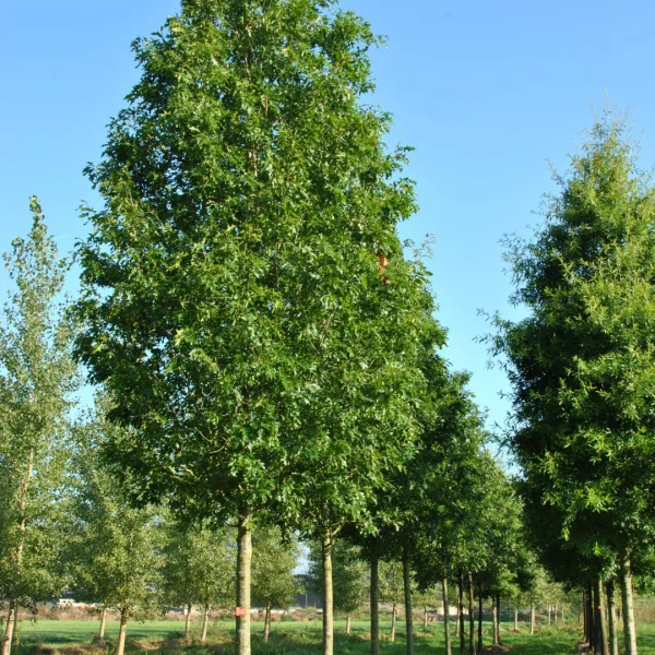 Quercus palustris 'Helmond's Red Globe' – Fagaceae