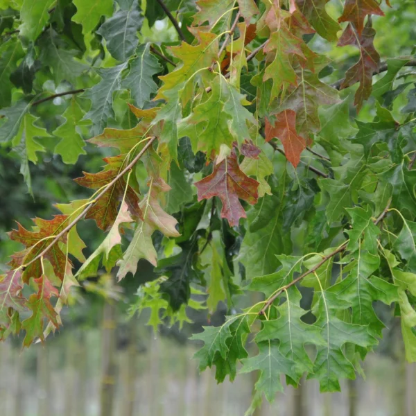 Quercus palustris 'Pendula' – Fagaceae