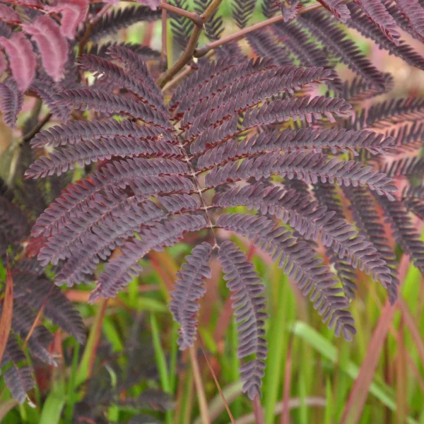Albizia julibrissin 'Summer Chocolate' – Mimosaceae