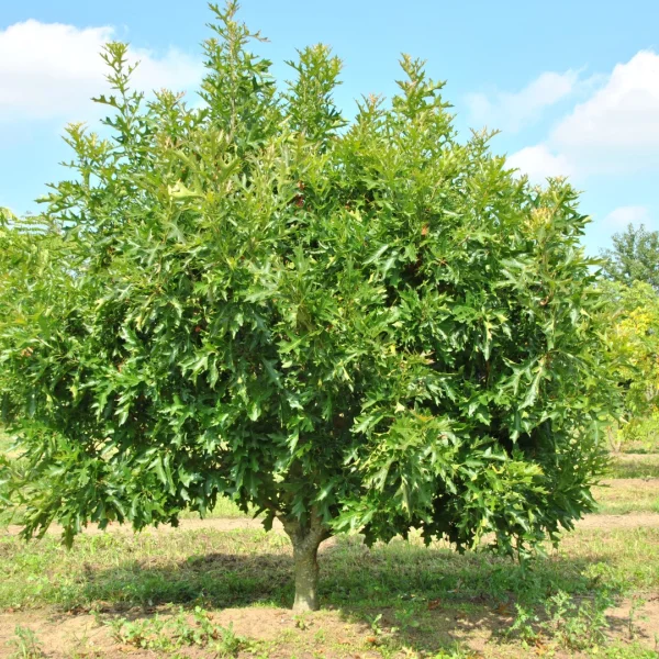 Quercus palustris 'Swamp Pygmy' – Fagaceae