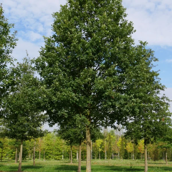 Quercus petraea – Fagaceae