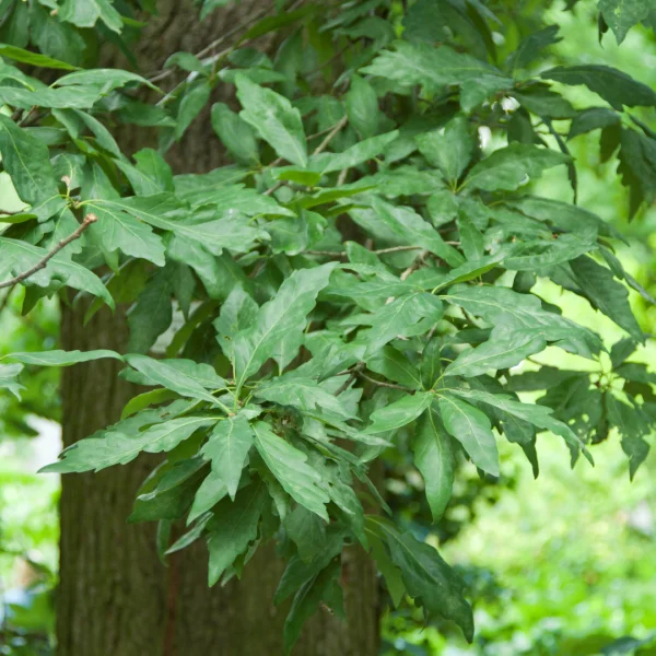 Quercus petraea 'Mespilifolia' – Fagaceae
