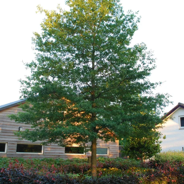 Quercus phellos HIGHTOWER ('QPSTA') – Fagaceae