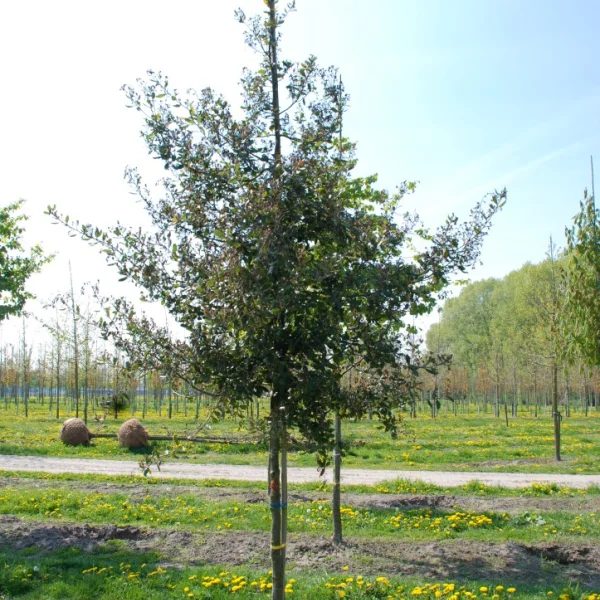 Quercus phillyreoides – Fagaceae