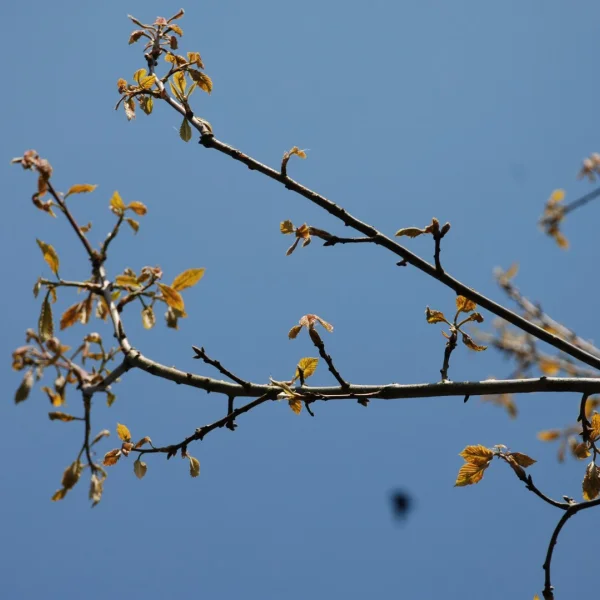 Quercus prinus – Fagaceae