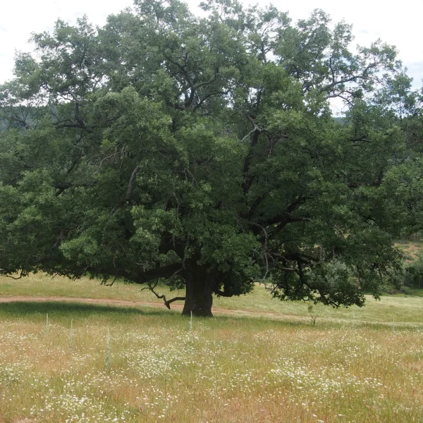 Quercus pyrenaica – Fagaceae