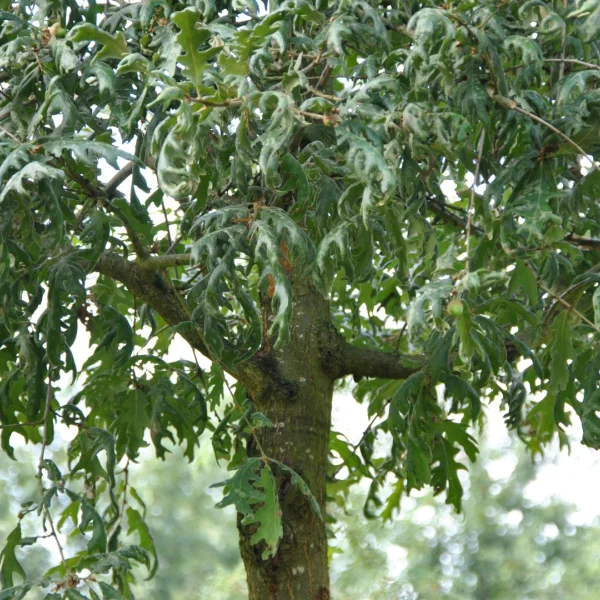 Quercus pyrenaica 'Pendula' – Fagaceae