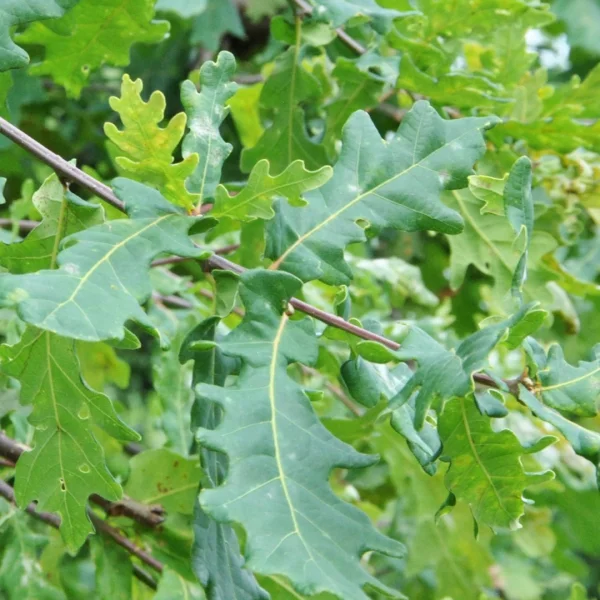 Quercus robur 'Alnarp Weeping' – Fagaceae