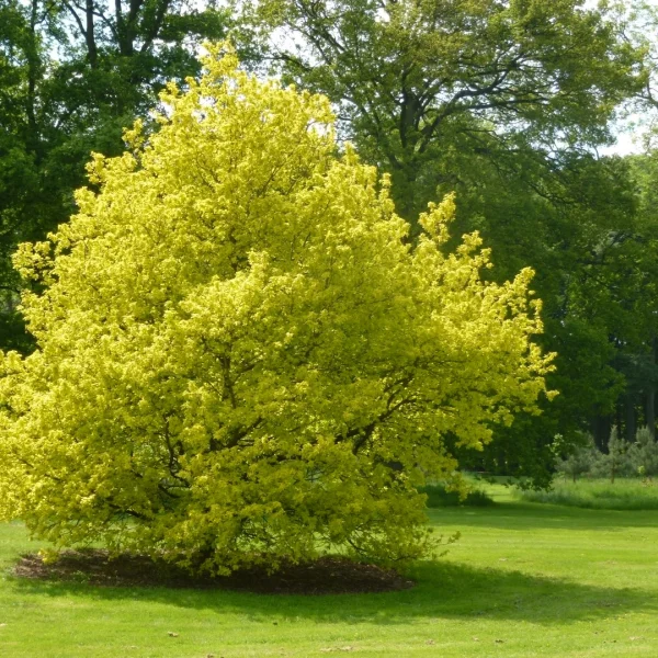 Quercus robur 'Concordia' – Fagaceae