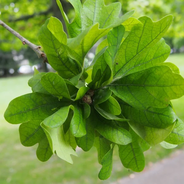 Quercus robur 'Cristata' – Fagaceae