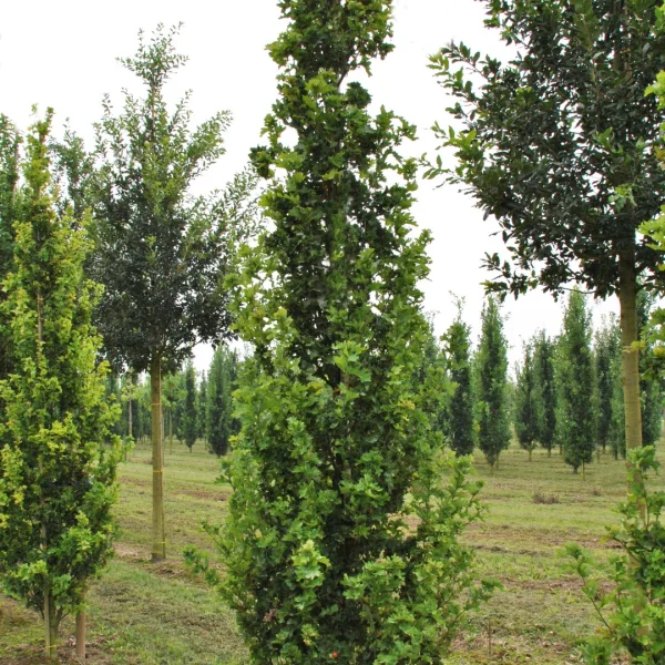 Quercus robur 'Facrist' – Fagaceae