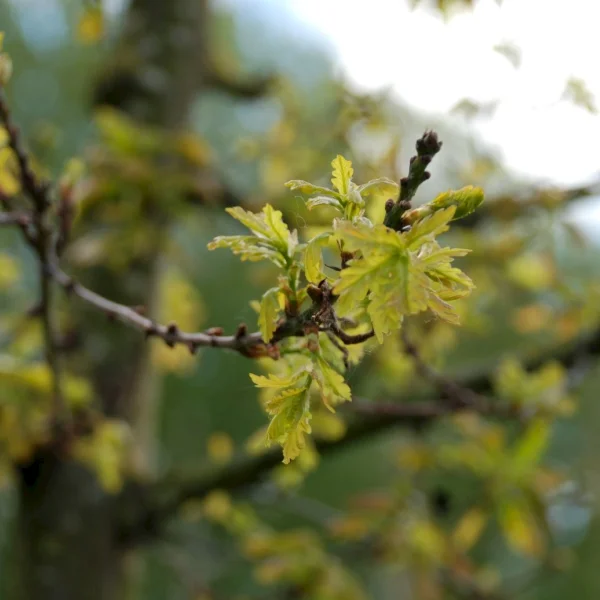 Quercus robur 'Hentzii' – Fagaceae