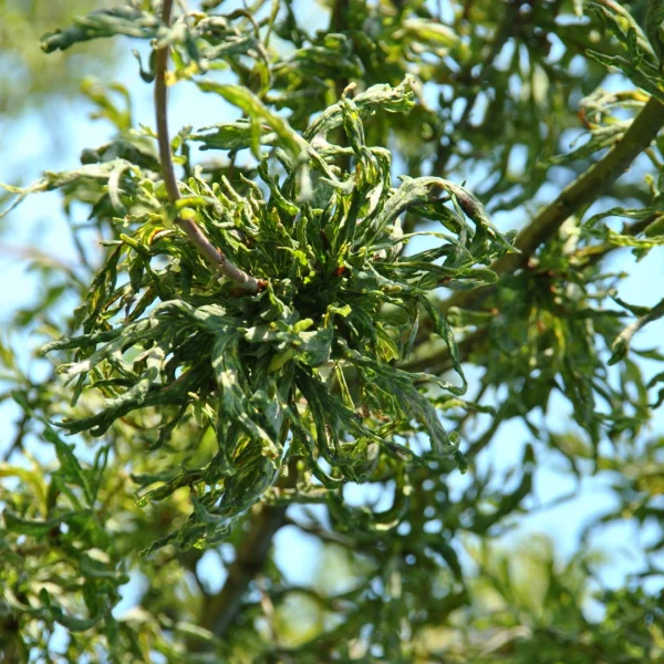 Quercus robur 'Irtha' – Fagaceae