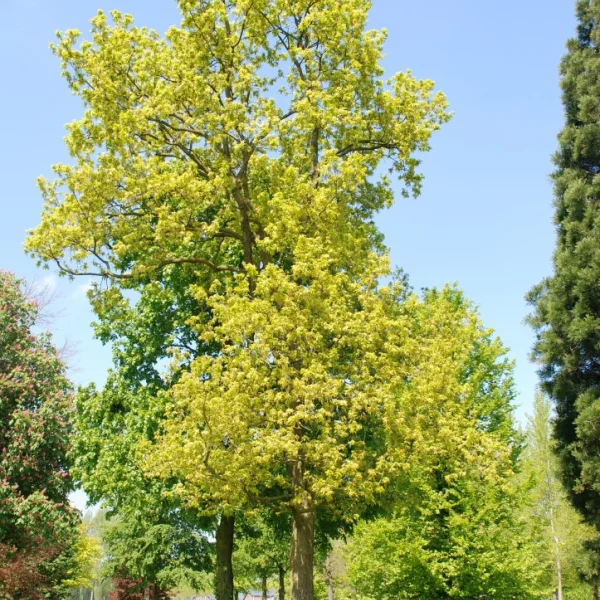 Quercus robur 'Marmorata' – Fagaceae
