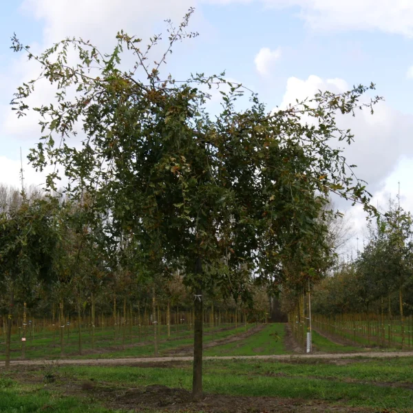 Quercus robur 'Pendula' – Fagaceae