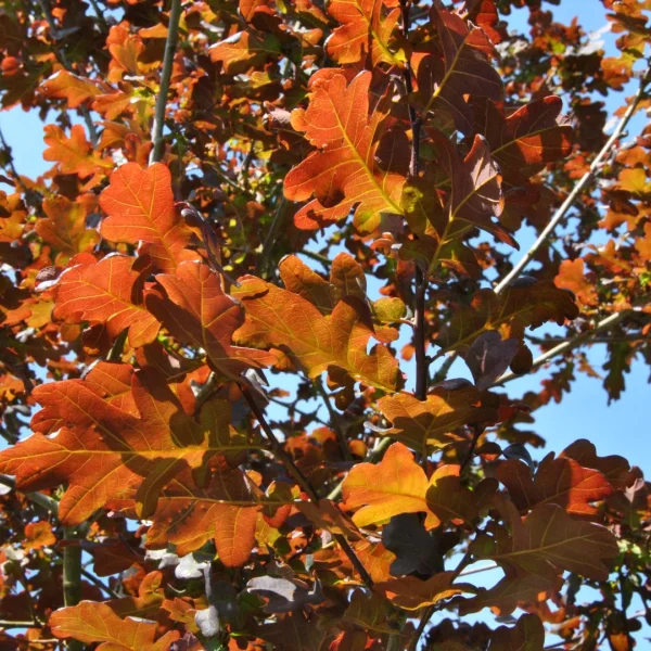Quercus robur 'Purpurascens' – Fagaceae