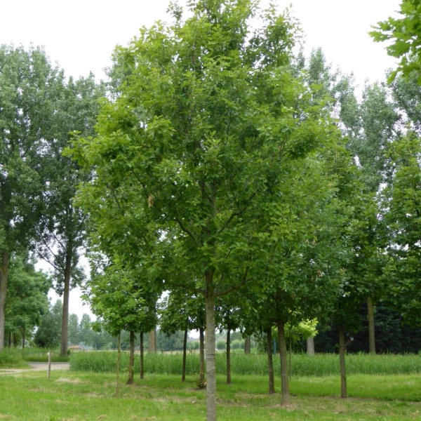 Quercus robur 'Spessart' – Fagaceae