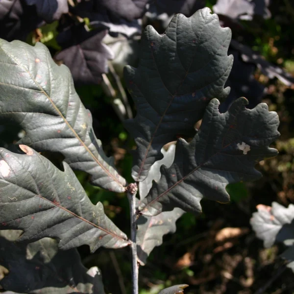 Quercus robur 'Timuki' – Fagaceae