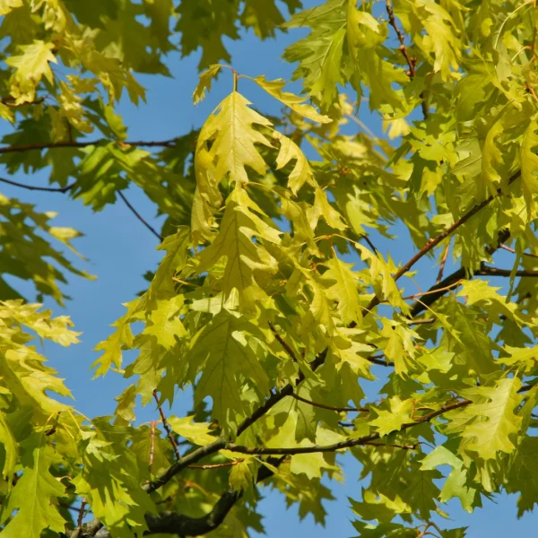 Quercus rubra 'Magic Fire' – Fagaceae